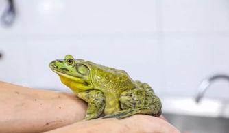 牛蛙饲养爆料视频教程图片,揭秘视频教程与图片解析